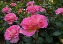 Pink Paradise ® (Pot 4L)