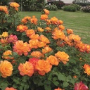 Sahara ® (Pot 4L)
