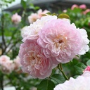 Elizabeth (Pot 4L)