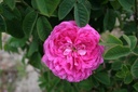 Duc de Cambridge (Pot 4L)