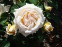 Bold and Beautiful (Pot 5L)