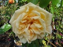 Easlea's Golden Rambler (Pot 4L)