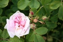 Minette (Pot 4L)
