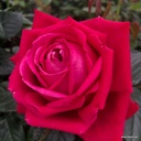 Ruby Kiss ® (Pot 4L)