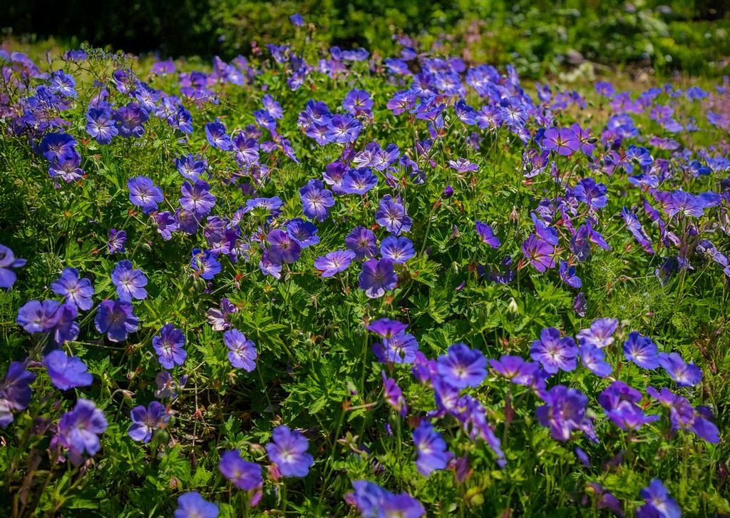 Geranium himalayense 'Baby Blue'