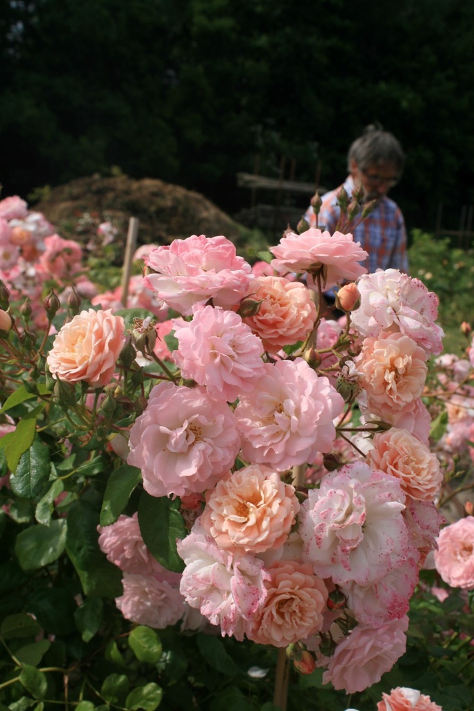 Godelieve parmi les roses