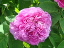 Victor Parmentier (Pot 4L)