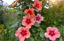 Looking Up ® (Pot 5L)