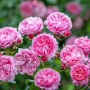 Penelope Lively ® (Pot 4L)