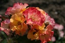 A Rose4All ® (Pot 1.3L)