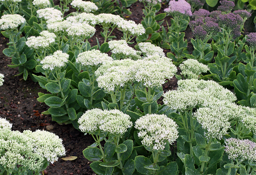 Sedum spectabile 'Stardust'