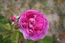 Dumortier (Pot 4L)