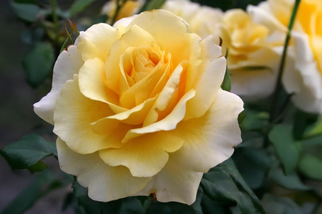 Sunny Sky