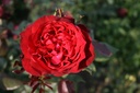 Admiral ® (Geoculeerd Struik)