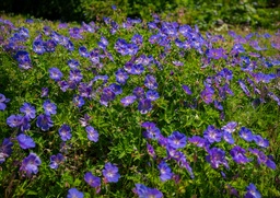 Geranium himalayense 'Baby Blue'