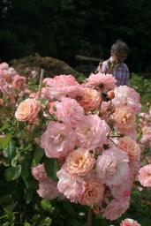 Godelieve parmi les roses®