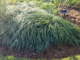 Ophiopogon japonicus