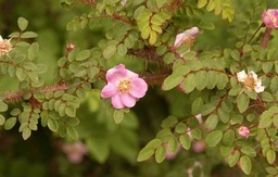 R. farreri persetosa