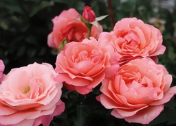 Coral Lions-Rose®